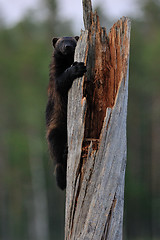 Image showing Wolverine climbing