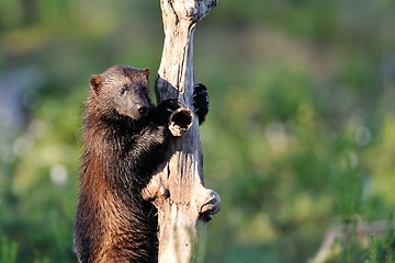 Image showing Wolverine climb up a tree