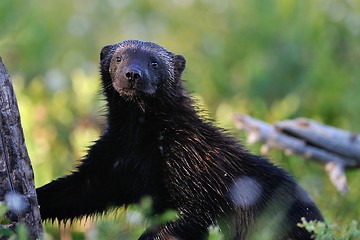 Image showing Wolverine (gulo gulo) portrait