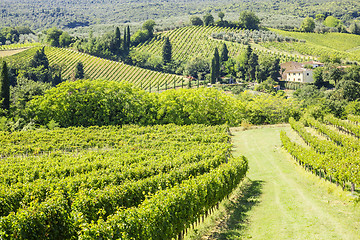 Image showing Wine Hill Italy