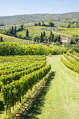 Image showing Wine Hill Italy