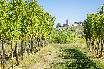 Image showing Wine Hill Italy