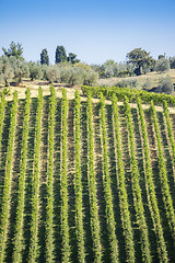 Image showing Wine Hill Italy