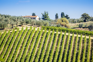 Image showing Wine Hill Italy