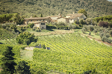 Image showing Wine Hill Italy