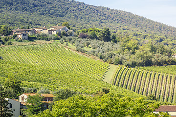 Image showing Wine Hill Italy