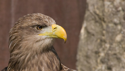 Image showing Eagle head