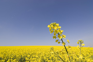 Image showing Field of yellow flowers