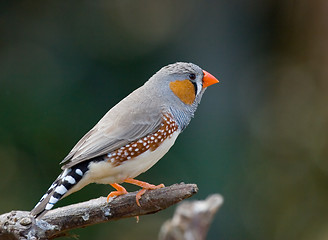 Image showing Zebra finch