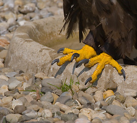 Image showing Eagle claws