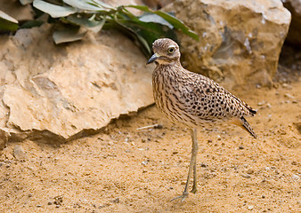 Image showing Desert bird