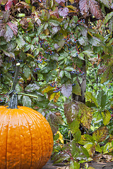 Image showing pumpkin and vine in the rain