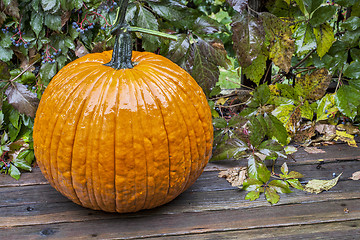 Image showing pumpkin in the rain