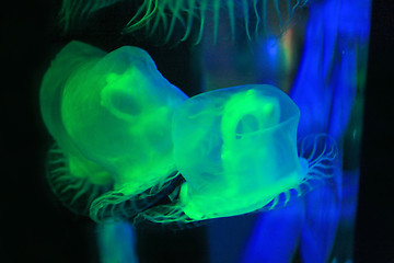 Image showing Jellyfish