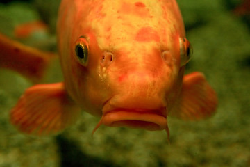 Image showing Orange fish