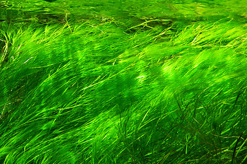 Image showing Underwater grass
