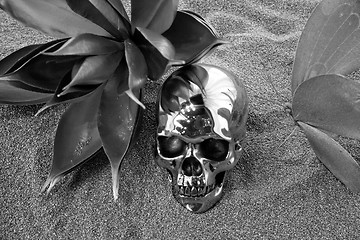 Image showing Silver scull