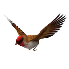 Image showing Scarlet Finch