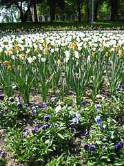 Image showing white tulips and pansies on the city flower-bed