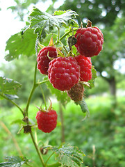 Image showing red ripe berries of raspberry