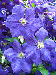 Image showing beautiful blue flowers of clematis