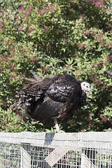 Image showing 1566 Turkey on fence portrait format