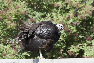 Image showing 1567 Turkey standing on fence in sunlight