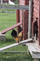 Image showing 1581 Chicken