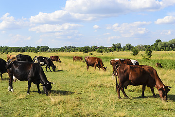 Image showing Herd of cows