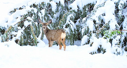 Image showing Xmas holiday deer.