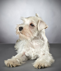 Image showing white miniature schnauzer puppy