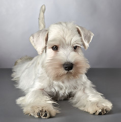 Image showing white miniature schnauzer puppy