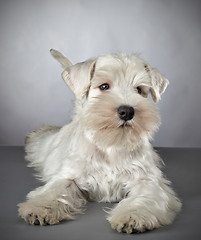 Image showing white miniature schnauzer puppy