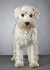 Image showing white miniature schnauzer puppy