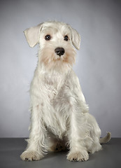 Image showing white miniature schnauzer puppy