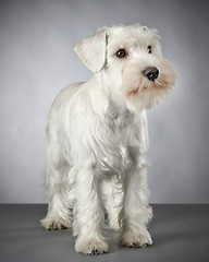 Image showing white miniature schnauzer puppy