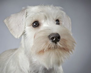 Image showing white miniature schnauzer puppy