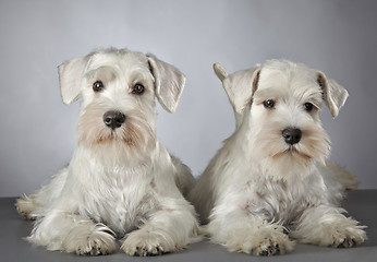 Image showing white miniature schnauzer puppy