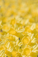 Image showing Close-up of yellow flowers