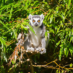 Image showing Ring-tailed lemur (Lemur catta)