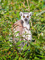 Image showing Ring-tailed lemur (Lemur catta)