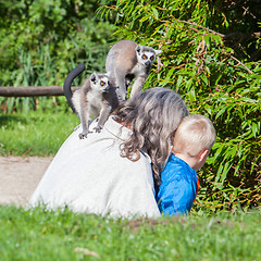 Image showing Ring-tailed lemur (Lemur catta)