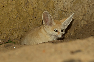 Image showing Fennec fox in captivity