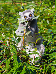 Image showing Ring-tailed lemur (Lemur catta)