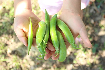 Image showing pea pods in the hand