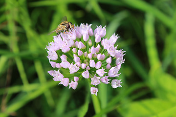 Image showing fly sitting on the unusual flower