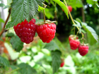 Image showing red ripe berries of raspberry