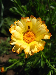 Image showing beautiful flower of yellow calendula