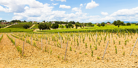 Image showing Tuscany Wineyard