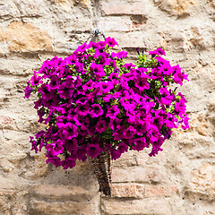 Image showing Tuscan flowers